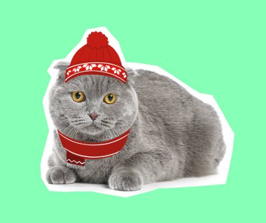 Yeşil arka planda şapkalı ve eşarplı şirin İskoç kedisi. Noel kutlaması