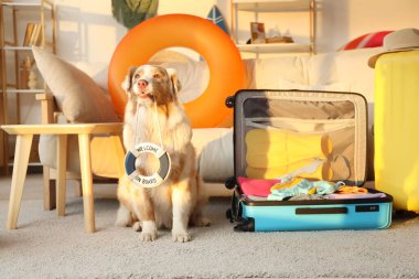 Yüzük şamandıralı ve açık valizli şirin Avustralya çoban köpeği. Seyahat kavramı