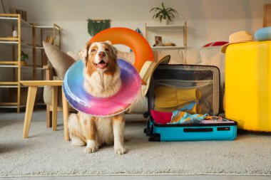 Evinde yüzme yüzüğü ve açık bavulu olan sevimli Avustralya çoban köpeği. Seyahat kavramı
