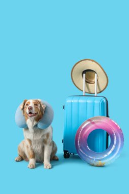 Mavi arka planda bavulu ve boyun yastığı olan şirin Avustralya çoban köpeği. Seyahat kavramı