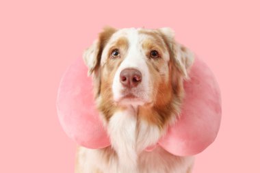 Pembe arka planda boyun yastığı olan şirin Avustralya çoban köpeği, yakın plan. Seyahat kavramı