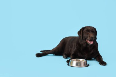 Mavi arka planda beslenme kabı olan şirin Labrador köpeği.