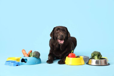 Mavi arka planda sebze kaselerinde sebzeli şirin Labrador köpeği.