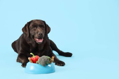 Mavi arka planda sebze kasesinde tatlı Labrador köpeği.