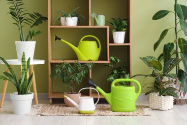 Yeşil duvarın yanında bitki ve su bidonları olan raf ünitesi.