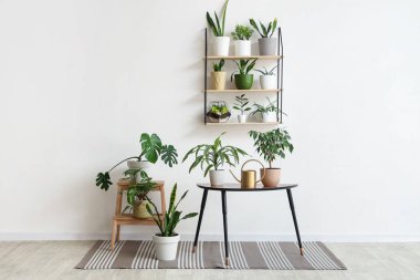 Masası, yeşil bitkileri ve sulama kabı olan ışık odasının içi.