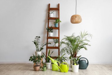 Yeşil bitkilerle dolu su bidonları ve ışık duvarının yanındaki merdiven.