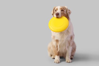 Hafif arka planda sarı frizbi olan şirin Avustralya çoban köpeği.