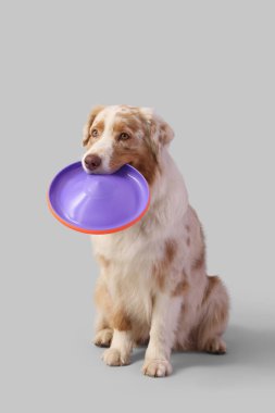 Hafif arka planda frizbisi olan tatlı Avustralya çoban köpeği.