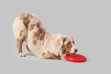 Hafif arka planda kırmızı frizbi olan şirin Avustralya çoban köpeği.