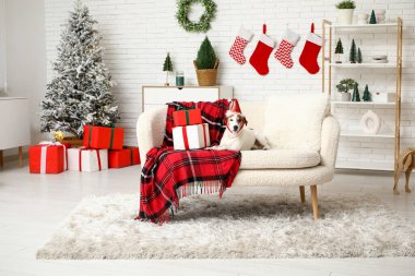 Noel Baba şapkalı şirin Jack Russell Terrier köpeği. Evde koltukta Noel hediyesi kutuları var.