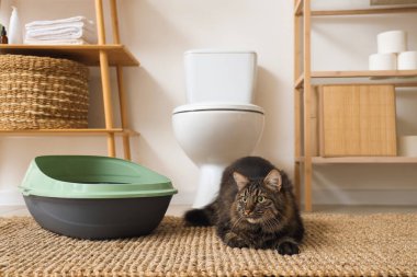 Tuvaletteki çöp kutusunun yanındaki sevimli tekir kedi.