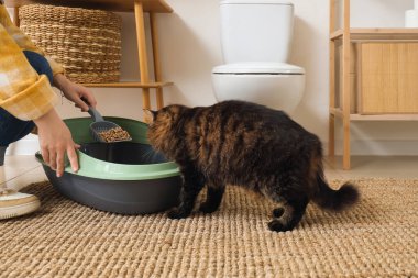 Kedisinin çöp kutusunu temizleyen kadın.