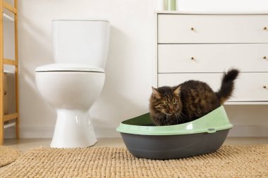 Tabby cat in litter box at home clipart