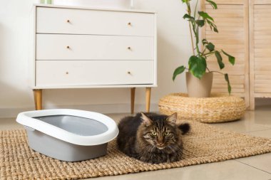 Evdeki çöp kutusunun yanında sevimli tekir kedi var.