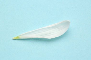 Mavi arka planda beyaz kasımpatı çiçeği yaprağı