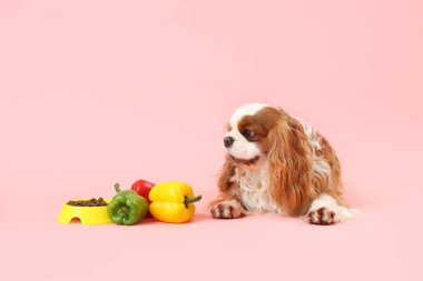 Şirin süvari Kral Charles spanyel, beslenme kabı ve pembe arka planda taze sebzeleri var.