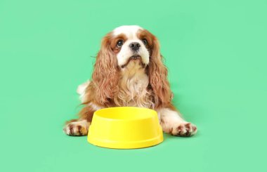 Şirin süvari Kral Charles, yeşil arka planda duran beslenme çanağı ile birlikte.