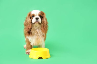 Şirin süvari Kral Charles, yeşil arka planda yemek kasesi olan bir spanyel.