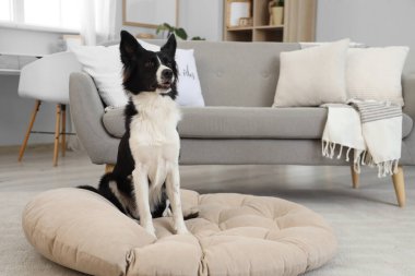 Evcil hayvan yatağındaki şirin Border Collie köpeği.