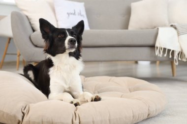 Sevimli Border Collie köpeği evcil hayvan yatağında yatıyor.