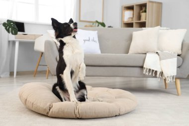 Evcil hayvan yatağındaki şirin Border Collie köpeği.