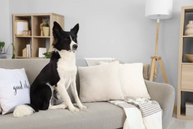 Evdeki kanepede oturan şirin Border Collie köpeği.