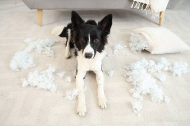 Yaramaz Border Collie köpeği dağınık yastık dolgusu ile evde yerde yatıyor.