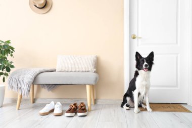 Tatlı Border Collie köpeği koridorda kapının yanında oturuyor.