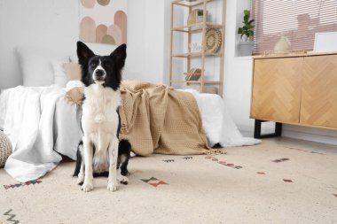 Yatak odasındaki halının üstünde şirin bir Collie köpeği.