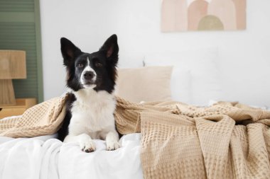 Yatak odasında yatağında ekose kumaşlı şirin bir Collie köpeği var.