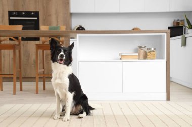 Mutfakta halıda oturan şirin Border Collie köpeği.