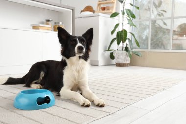 Mutfaktaki halının üzerinde duran besin kabıyla şirin bir Border Collie köpeği.
