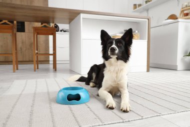 Mutfaktaki halının üzerinde duran besin kabıyla şirin bir Border Collie köpeği.