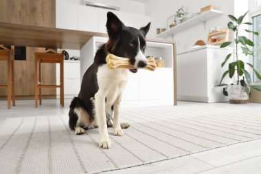Mutfakta atıştırmalığı olan şirin bir Border Collie köpeği