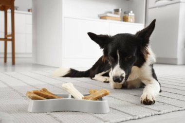 Tatlı Border Collie köpeği mutfakta atıştırmalıklarla birlikte yemek kasesinin yanında yatıyor.