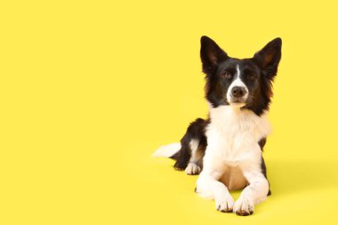 Sarı arka planda yatan şirin Sınır Köpeği Collie