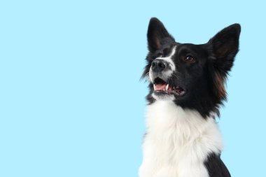 Mavi arka planda şirin bir Collie köpeği, yakın plan.