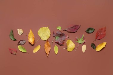 Renkli arkaplanda güzel sonbahar yapraklarına sahip kompozisyon