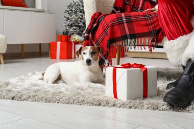 Evde Noel hediyesi kutusu olan şirin Jack Russell Terrier köpeği.