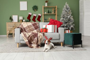 Geyik boynuzları içinde şirin Jack Russell Terrier köpeği ve evde Noel hediyesi kutuları.