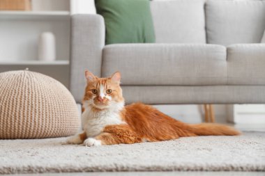 Evde halıya uzanmış komik kedi.