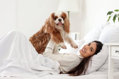 Güzel, genç bir kadın ve tatlı şövalye Kral Charles spaniel evde yatakta yatıyor.