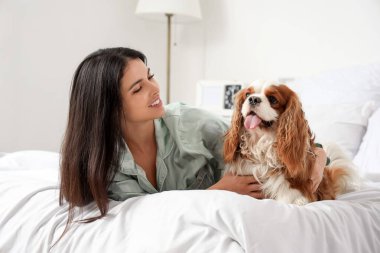 Güzel, genç bir kadın ve tatlı şövalye Kral Charles spaniel evde yatakta yatıyor.