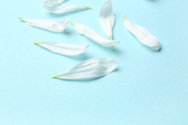 Mavi arka planda beyaz kasımpatı çiçekleri