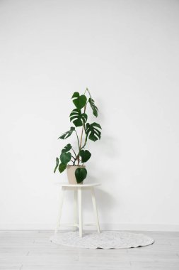 Monstera plant on table near light wall in room clipart