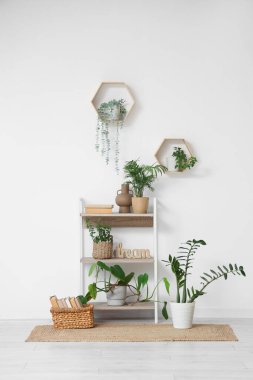 Odada yeşil bitkilerin olduğu raflar.