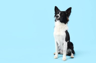 Mavi arka planda şirin bir Collie köpeği.