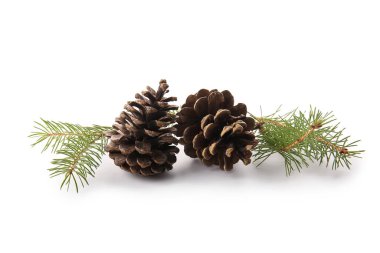 Beyaz arkaplanda çam kozalakları ve köknar dalları