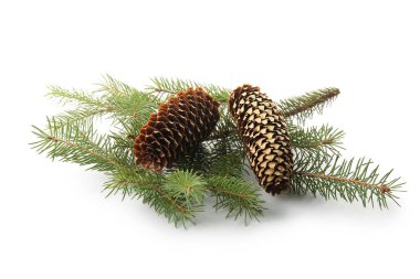 Beyaz arkaplanda çam kozalakları ve köknar dalları